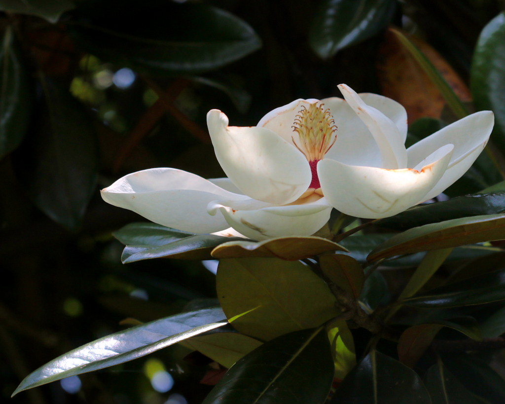 武蔵丘陵森林公園で（06/02）_c0305565_18144575.jpg