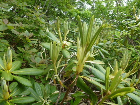 e0160568_17181275.jpg