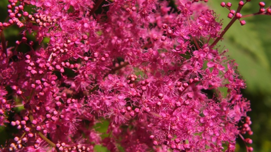 花の造形_b0214473_16513053.jpg