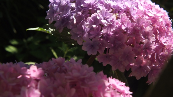 花の造形_b0214473_16525424.jpg