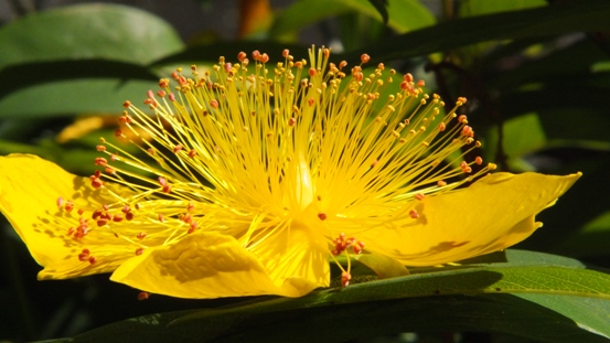 花の造形_b0214473_1654127.jpg
