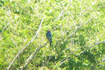★先週末の鳥類園(2015.5.30~31)_e0046474_1922319.jpg