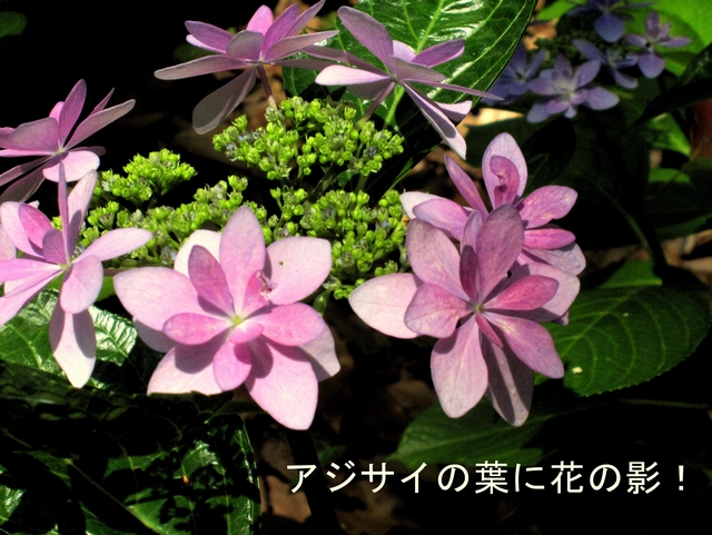 筥崎宮の紫陽花苑_c0366778_1523522.jpg