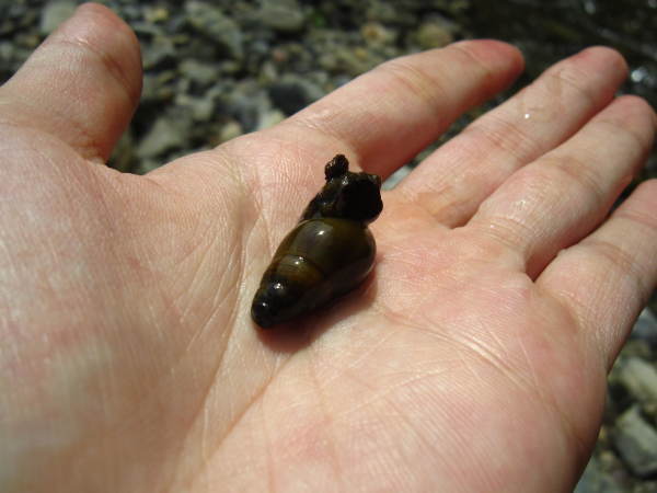 森の観察会 ~水生昆虫~_f0212679_11232033.jpg