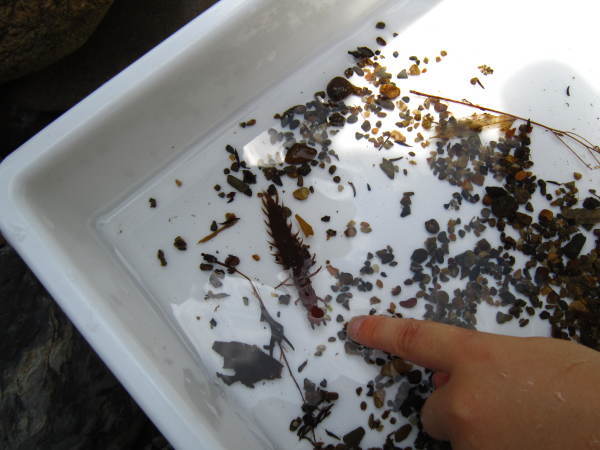 森の観察会 ~水生昆虫~_f0212679_11241374.jpg