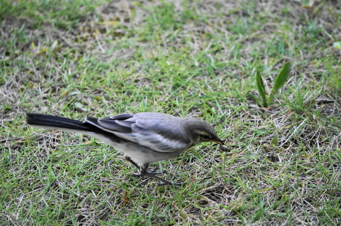 きょうも鳥の日（シジュウカラ・ハクセキレイ）_d0047885_20100521.jpg