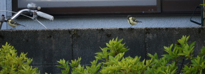 きょうも鳥の日（シジュウカラ・ハクセキレイ）_d0047885_20272022.jpg