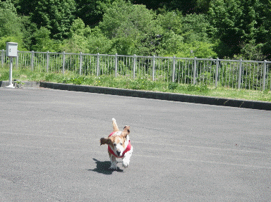 f0205887_12155093.gif