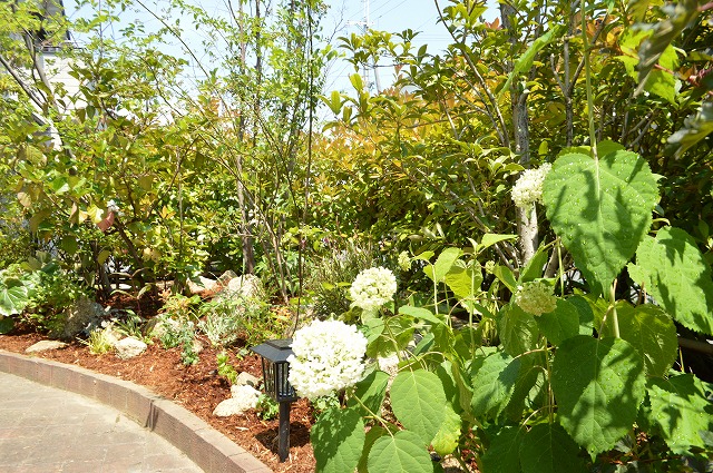 明治池の庭 追加植栽_a0233896_10415417.jpg