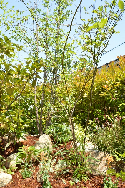 明治池の庭 追加植栽_a0233896_10421440.jpg