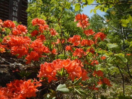 植物園のレンゲツツジが見頃_e0120896_07340554.jpg