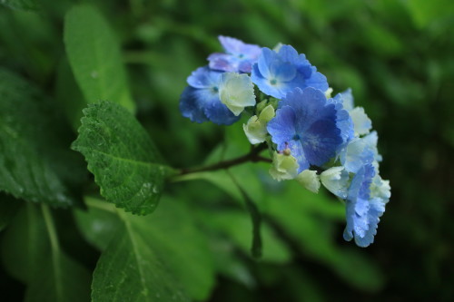 雨、紫陽花、藤_a0327600_20543914.jpg