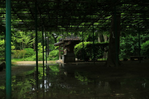 雨、紫陽花、藤_a0327600_20562124.jpg