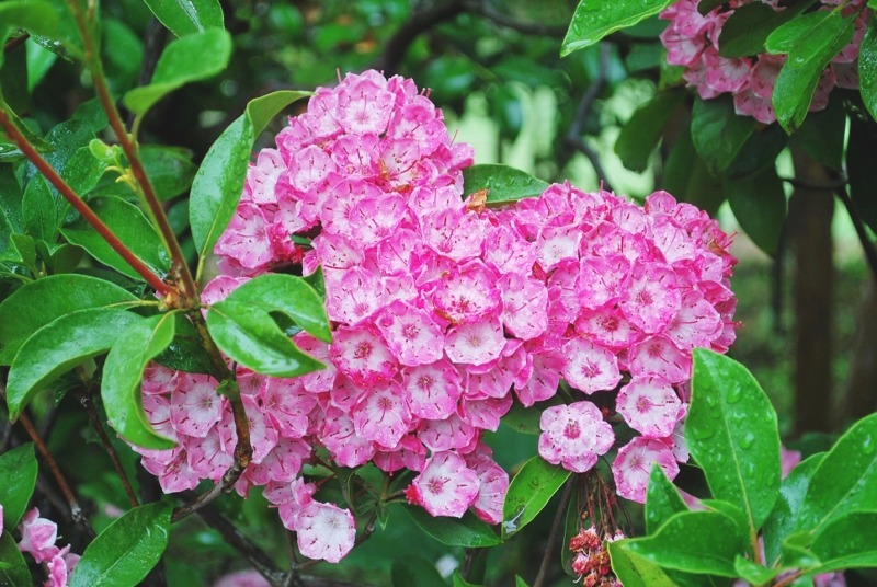 鮮やかすぎる花色・・・_e0025300_2117273.jpg