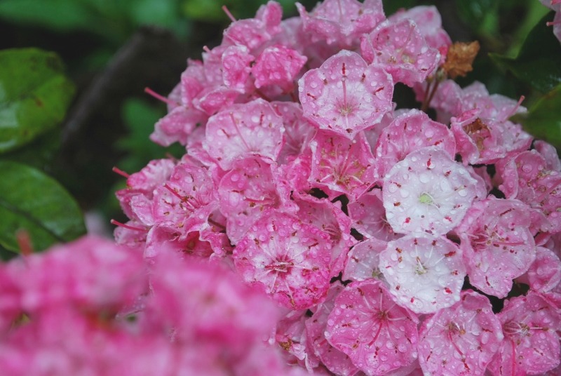 鮮やかすぎる花色・・・_e0025300_21214496.jpg