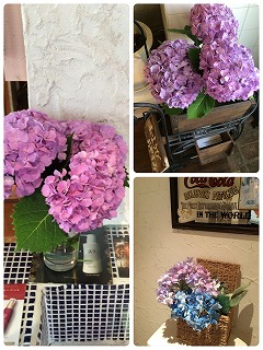 紫陽花の季節に すっきりメニュー_a0123703_1685014.jpg