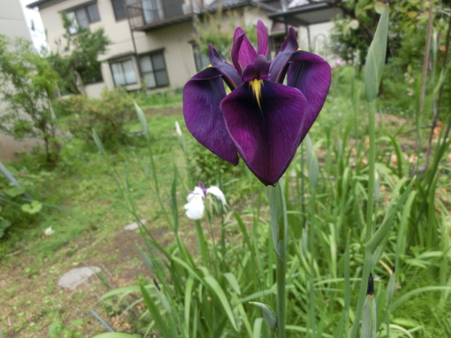 野花菖蒲 もっこちゃんとネコの毛 など おしゃべりきもの または おしゃべりねこ