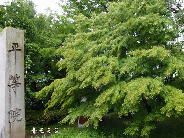e0039703_22172436.jpg