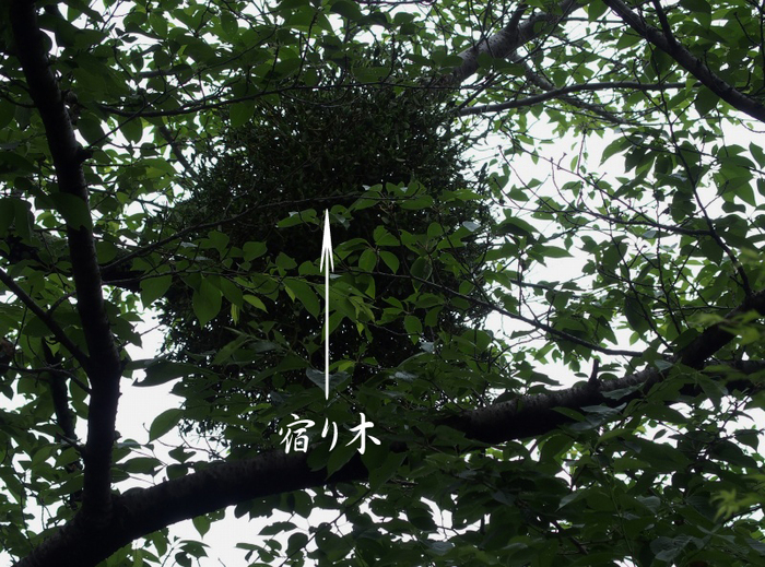 e0039703_2223377.jpg