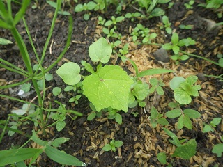 ズッキーニに花が咲いたけど・・・雄花ばかり_c0280206_9422157.jpg