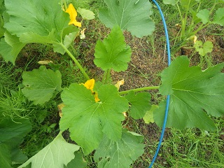 ズッキーニに花が咲いたけど 雄花ばかり 野菜と仲良し ズッキーニに花が咲いたけど 雄花ばかり 野菜と仲良し
