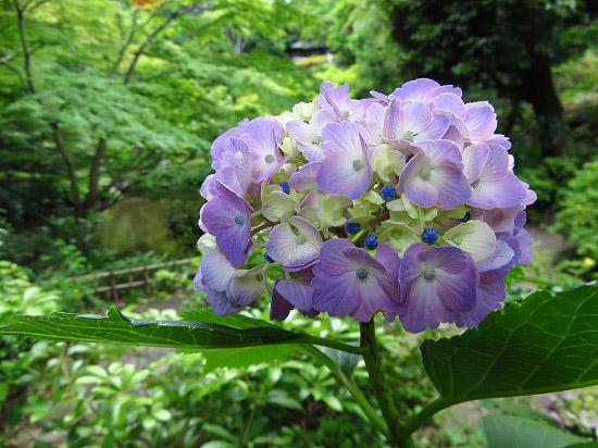 池田山公園に行きました_e0255509_20164693.jpg