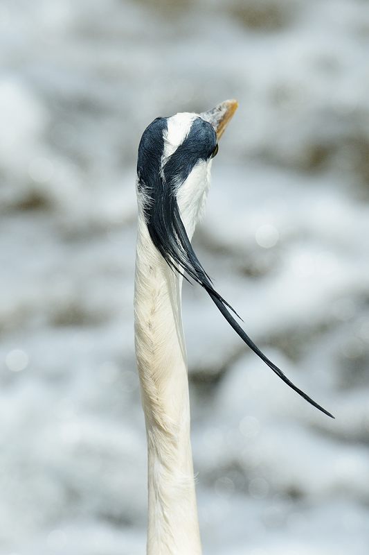 鴨川のサギ2015・ちょっと様子見に_f0032011_19343659.jpg