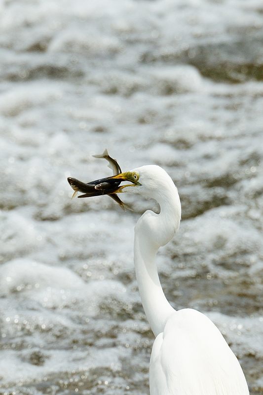 鴨川のサギ2015・ちょっと様子見に_f0032011_19383213.jpg