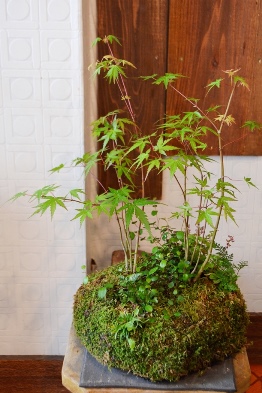 苔玉盆栽展はじまりますー_d0263815_15103698.jpg