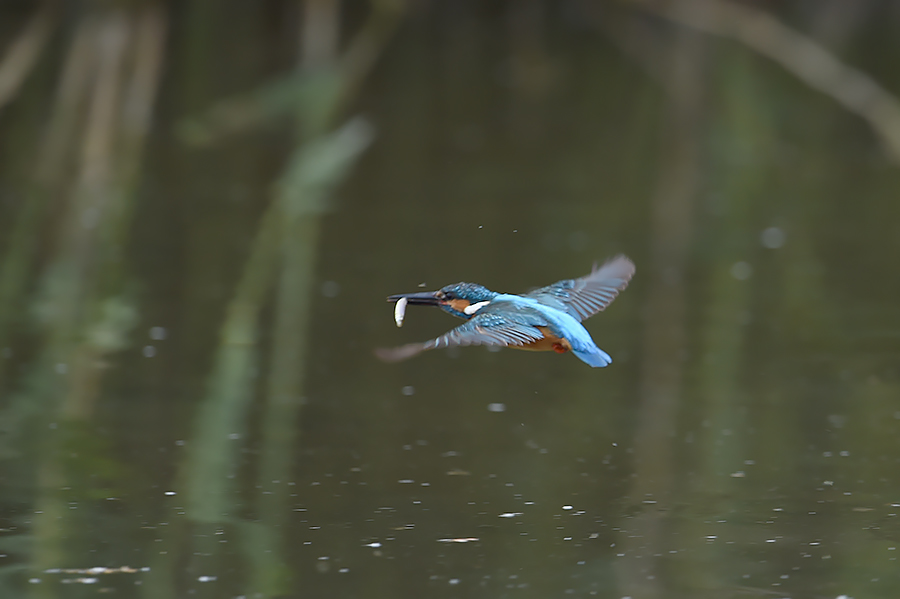 150605 ピラ池水物など_c0278820_1653234.jpg