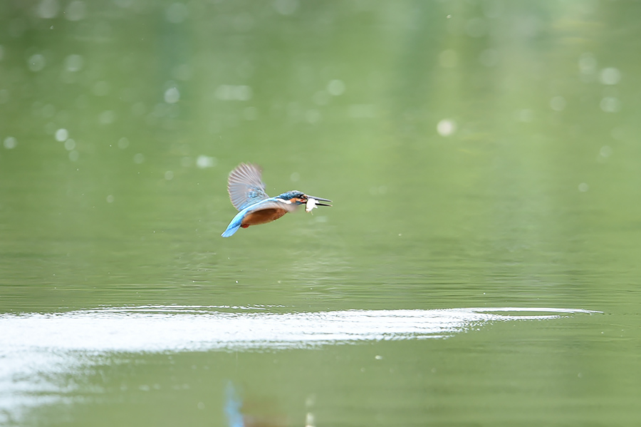 150605 ピラ池水物など_c0278820_17302933.jpg