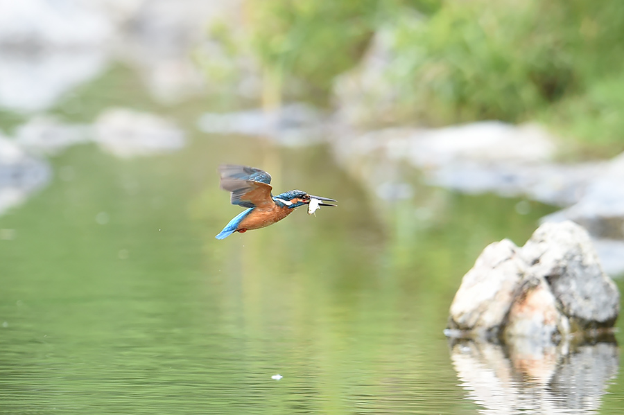 150605 ピラ池水物など_c0278820_17322520.jpg