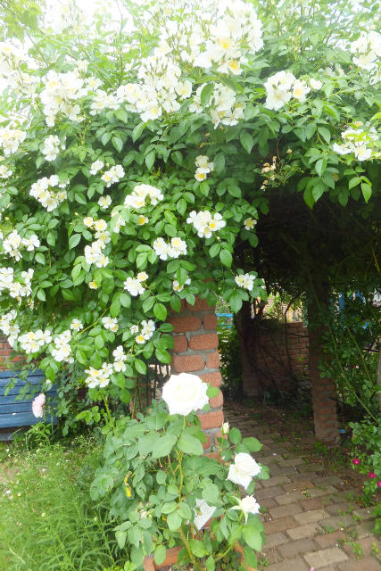 b0128423_15545692.jpg
