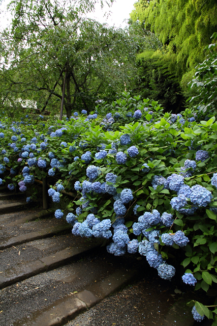 鎌倉散歩　#52 －紫陽花の北鎌倉巡り（明月院・前編）－_b0169330_2352472.jpg