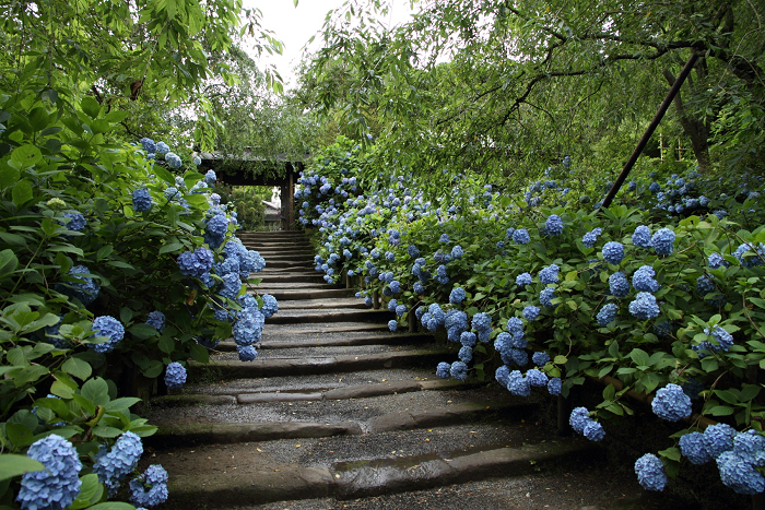 鎌倉散歩　#52 －紫陽花の北鎌倉巡り（明月院・前編）－_b0169330_2353070.jpg