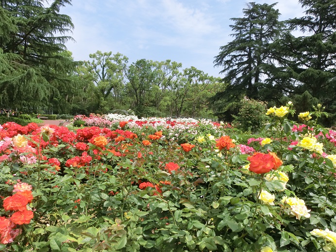 薔薇と菖蒲と青い芥子。_f0237037_11164730.jpg