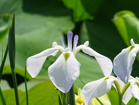 白鷺公園の花菖蒲の花_b0299042_20155673.jpg