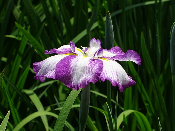 白鷺公園の花菖蒲の花_b0299042_2016175.jpg