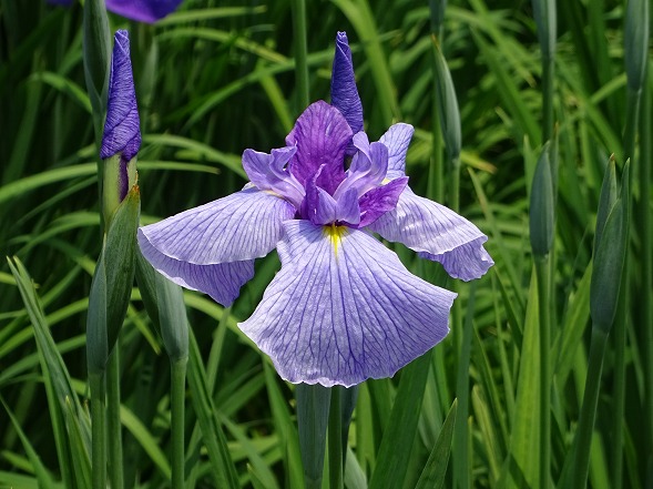 白鷺公園の花菖蒲の花_b0299042_20541988.jpg