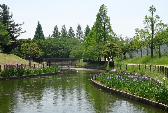 白鷺公園の花菖蒲の花_b0299042_2055460.jpg