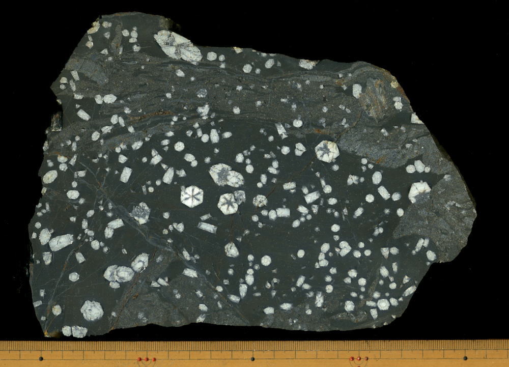 渡良瀬川 桜石 鑑賞石 など 桜石・土佐桜・鶴富石 鉱石 渡良瀬川