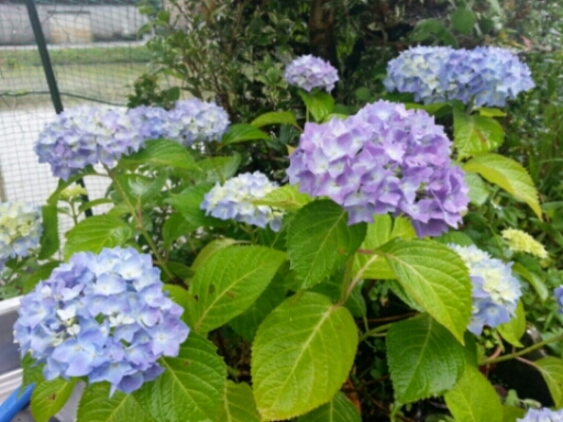 冷たい雨で冬眠!?_c0330749_18250955.jpg