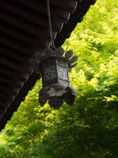 まだ早い紫陽花のお寺_a0257652_22142913.jpg