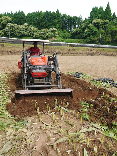 熊本産ステビアにんにく 収穫と乾燥の話_a0254656_18225078.jpg