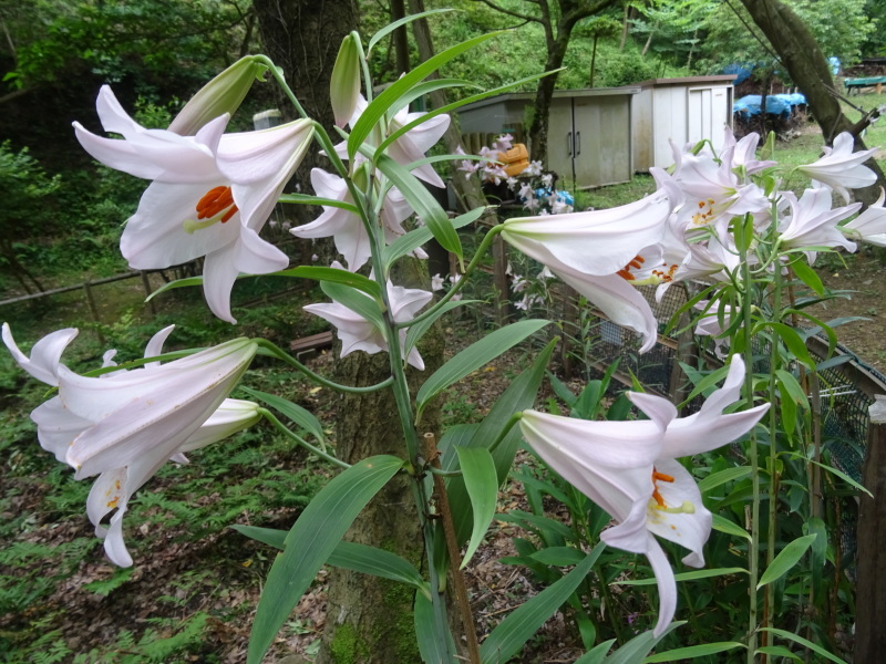 雨の中何かと作業　in　孝子の森_c0108460_18095938.jpg