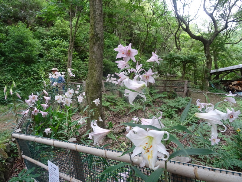 雨の中何かと作業　in　孝子の森_c0108460_18100164.jpg