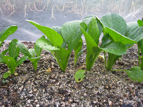 2015年春・夏・秋野菜−その１_a0086067_12232088.jpg