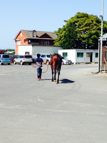 近場に競争馬_b0343571_14453752.jpg