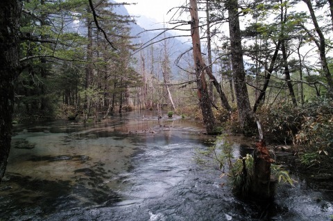 岳沢湿原から岳沢小屋へ_c0362972_20031382.jpg