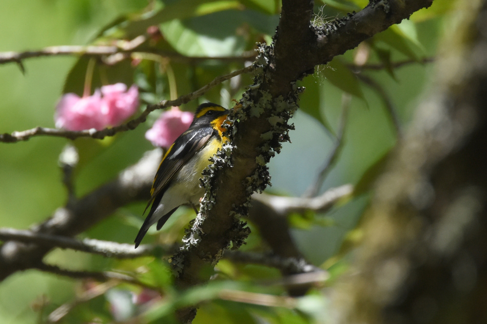 ズミの花に隠れたキビタキ_f0053272_8321529.jpg